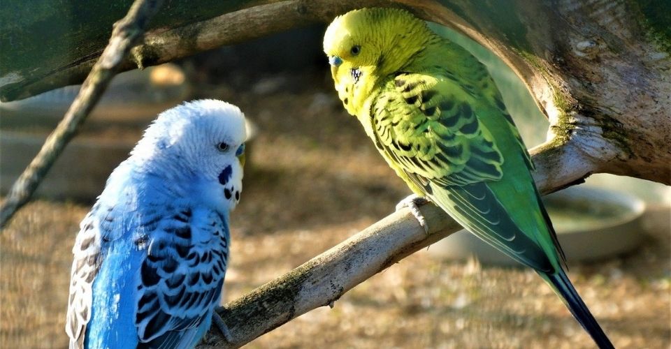 How long can parakeets go without food