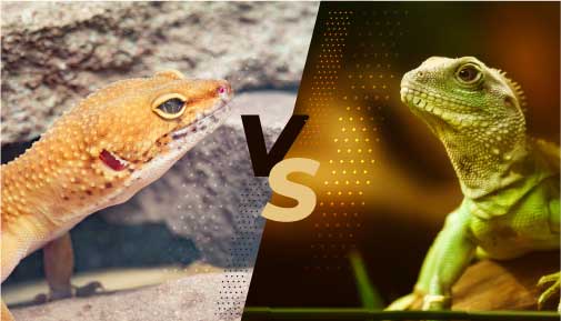 Gecko vs. Lizard