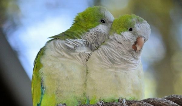 10 Best Pet Birds For Families - Keepingpet