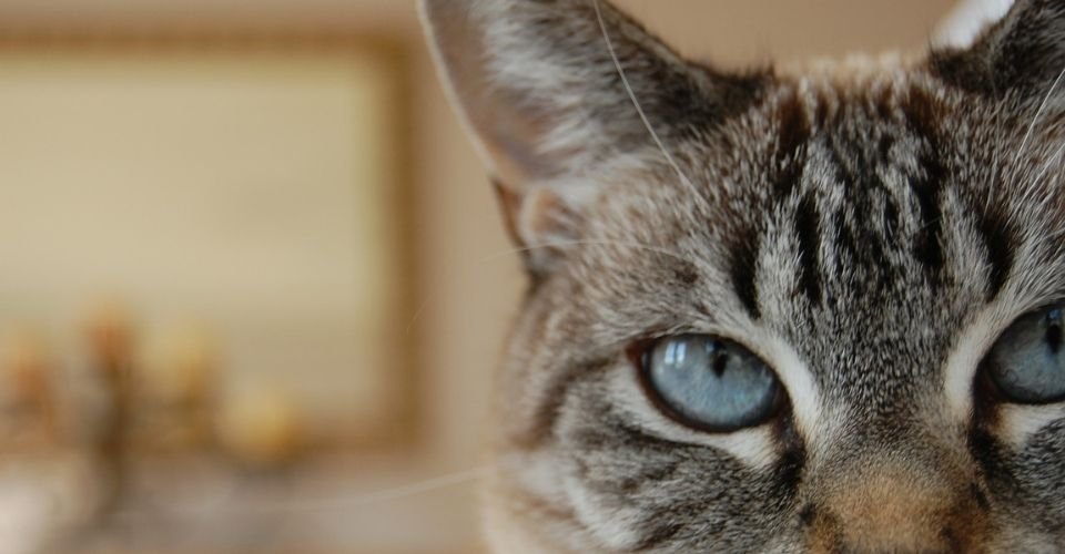 Lynx Point Siamese Facts Personality And Pictures Lynx Point Siamese Facts Personality And Pictures