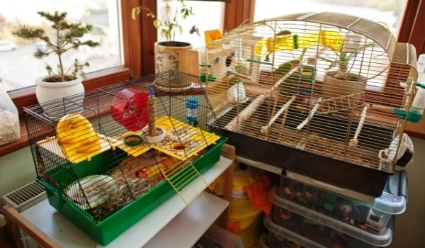 Parakeet-cages-Pros-and-cons-of-parakeets-as-pets