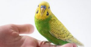 Pros and cons of parakeets as pets- A parakeet sitting on hand