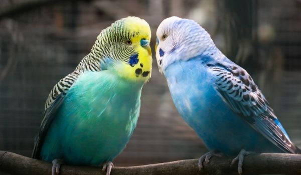 Pros-and-cons-of-parakeets-as-pets