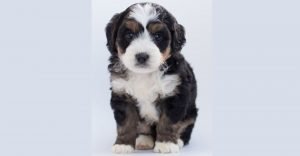 Beagle poodle mix