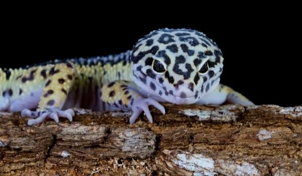 light bulb for leopard gecko