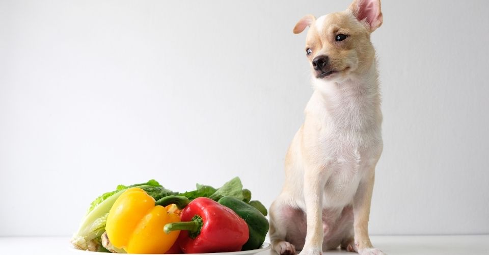 Can dogs eat bell peppers