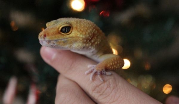 How to tell if Leopard Gecko is happy