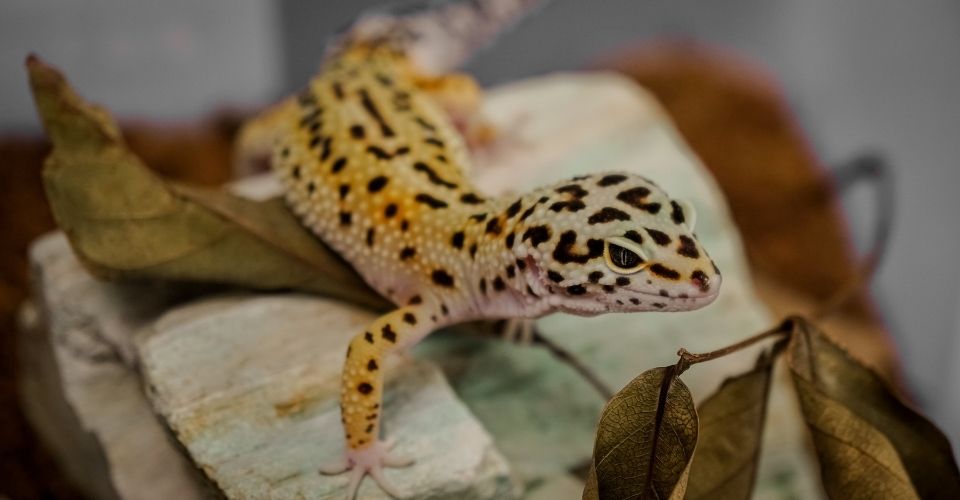 How to tell if Leopard Gecko is happy