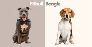 Pitbull Beagle mix