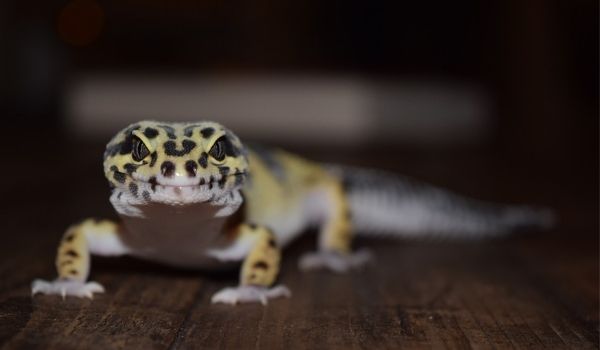 Do leopard geckos have teeth