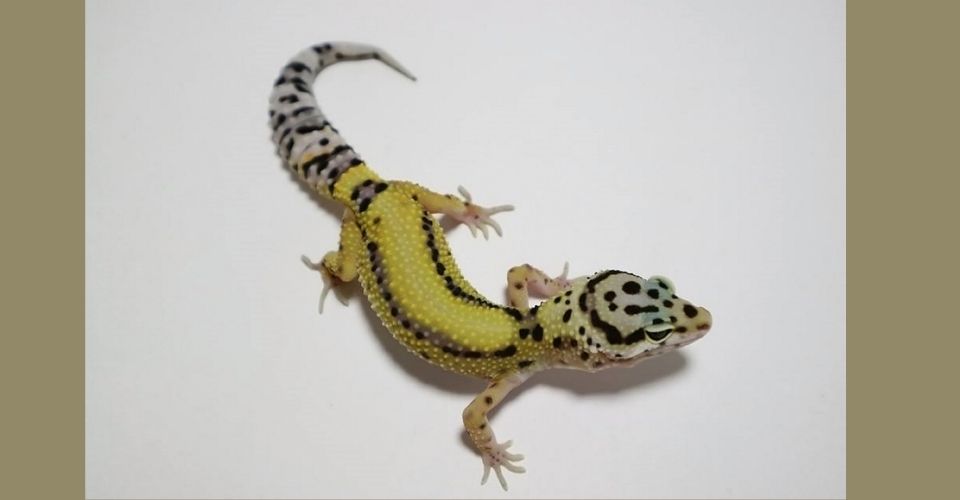 Lavender Leopard Gecko