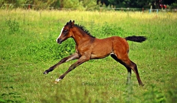 baby horse