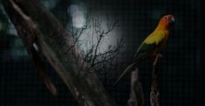 Can Parakeets See in the Dark