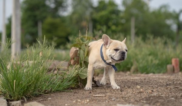 How Long Can a Dog Go Without Peeing?