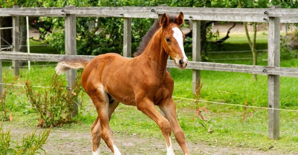 What Is A Baby Horse Called Interesting Fact About Baby Horses
