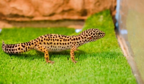 High Yellow Leopard Gecko