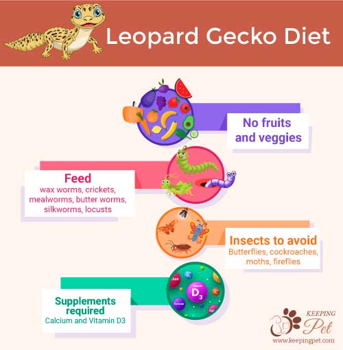 Leopard-Gecko-Diet chart