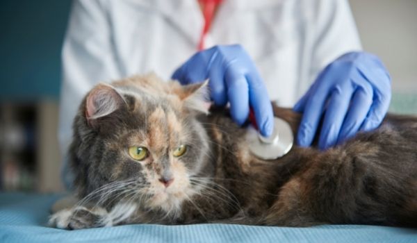 A Veterinary examining a cat