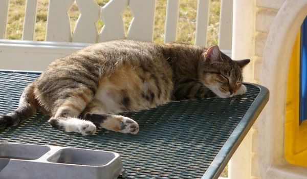 An 8-week pregnant cat sleeping