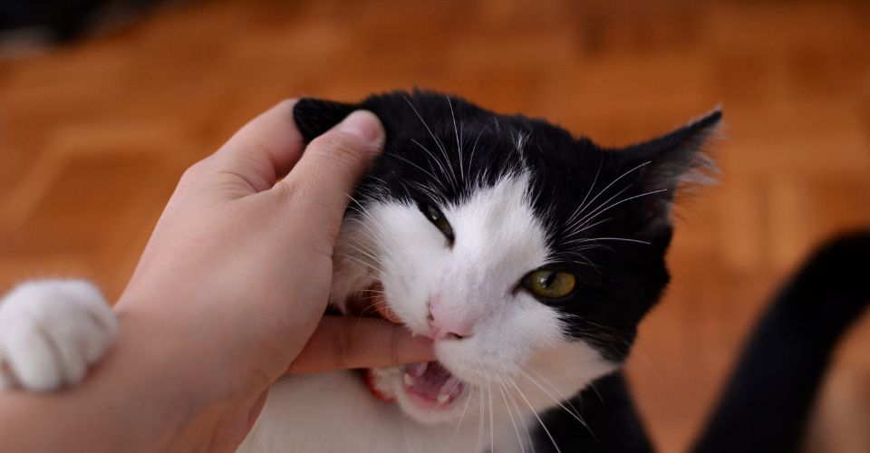 cat playfully biting finger of her owner in the morning