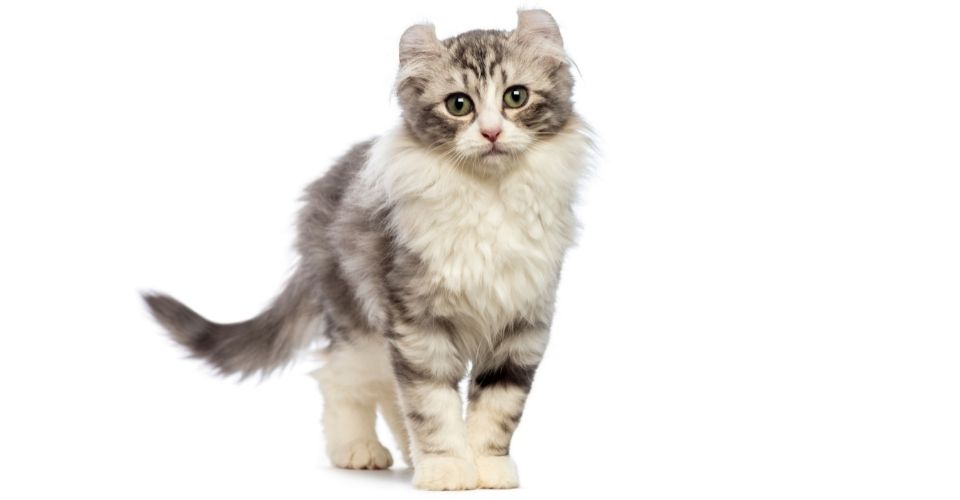 Cat breeds with ear tufts - American Curl