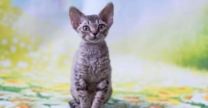 Devon rex