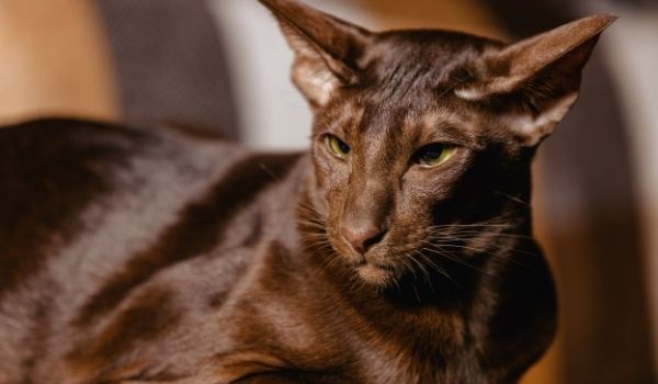 The 8 Rare Brown Cat Breeds (With Pictures)