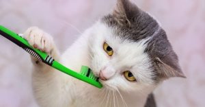 How To brush your cats teeth
