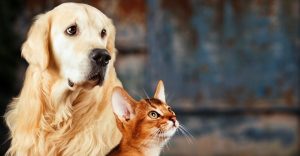 How to tell if a dog is aggressive towards cats
