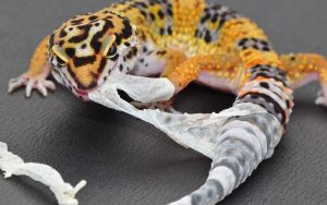 Leopard gecko shedding