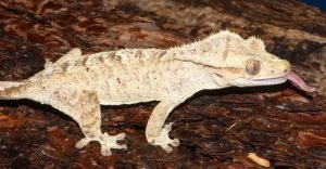 Lilly white crested gecko