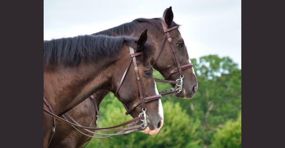 15 biggest horse breeds