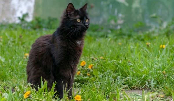 York Chocolate standing on a grass - Brown cat breeds