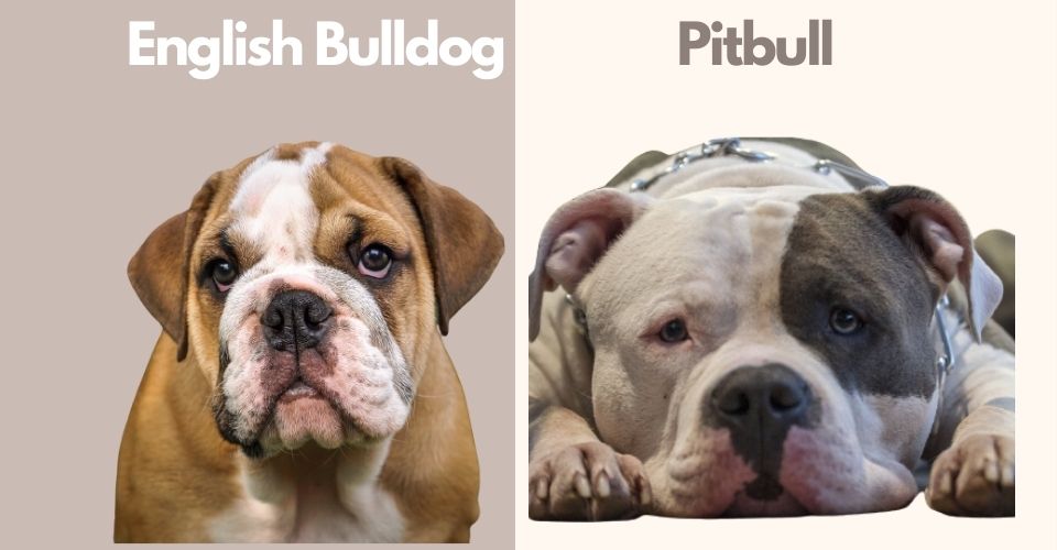 English bulldog pitbull mix