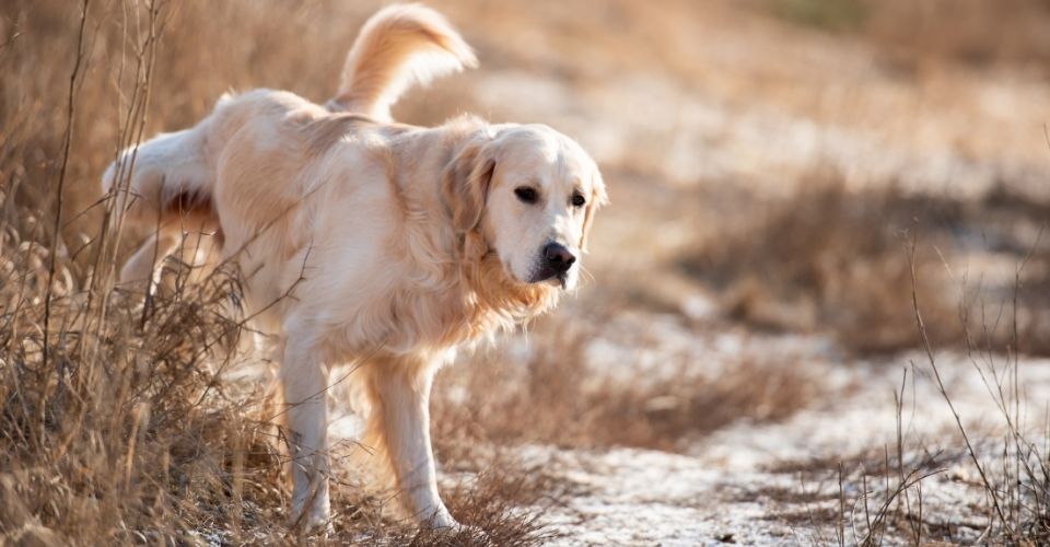 Dog peeing - Dark urine in dogs