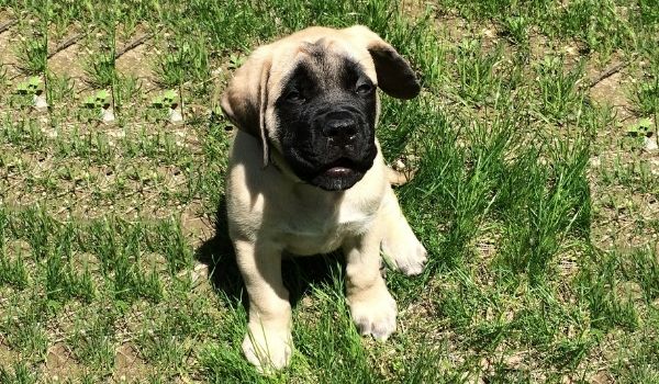 how much should english mastiff puppies weigh