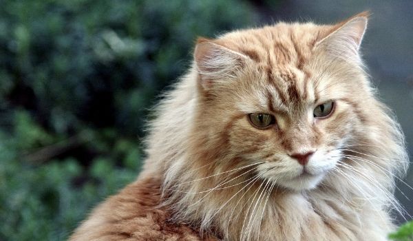Fluffy Orange Tabby Cat