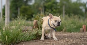 How to stop dog urine from killing grass naturally