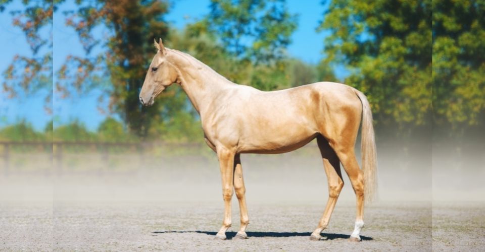 Oldest horse breeds