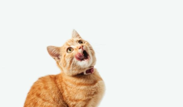 Orange Tabby Cat Personality: 16 Interesting Facts You Didn’t Know