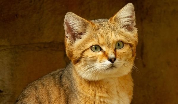 A Brief Introduction to 8 Egyptian Cat Breeds