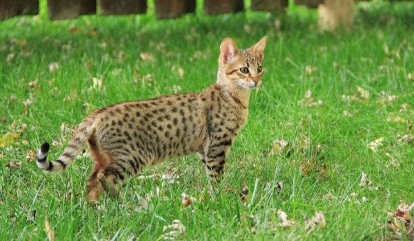 Egyptian cat breeds Savannah-Cat