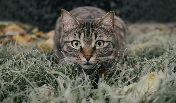 Mackerel Tabby Cat