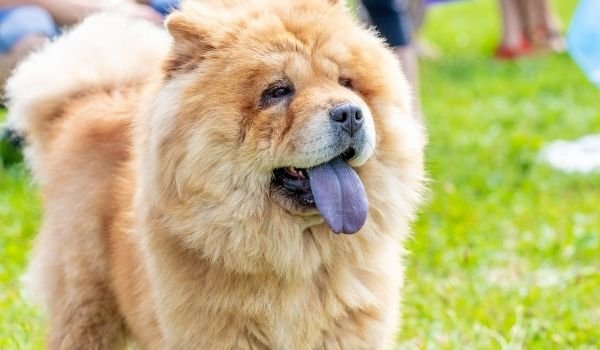 why does chow chow have blue tongue