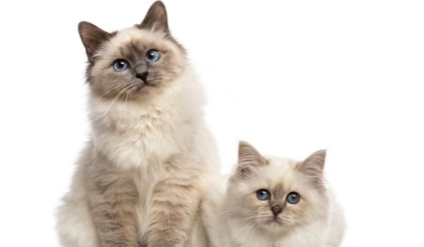 two Birman cat sitting in a white background