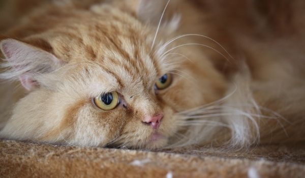 close up of a Persian Cat
