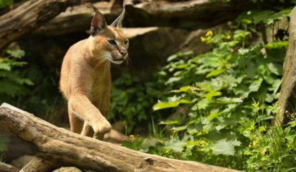 a Caracal cat walking on a tree branch