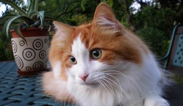 close up of a Turkish Angora cat