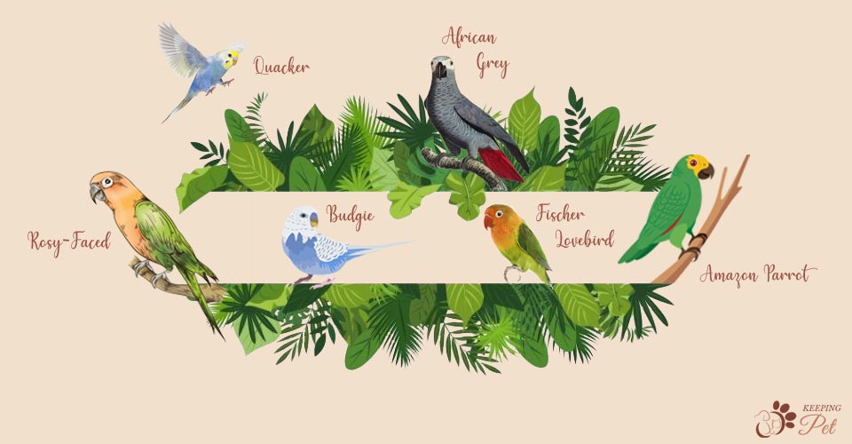 infographic showing different species of lovebirds