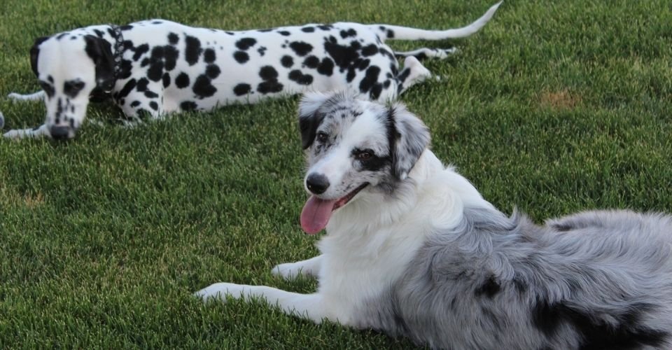 Australian shepherd dalmatian mix